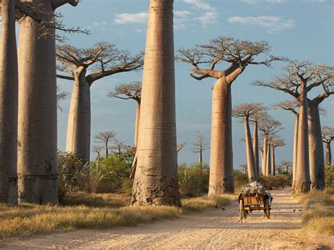 Places to visit in africa. Things To Know About Places to visit in africa. 
